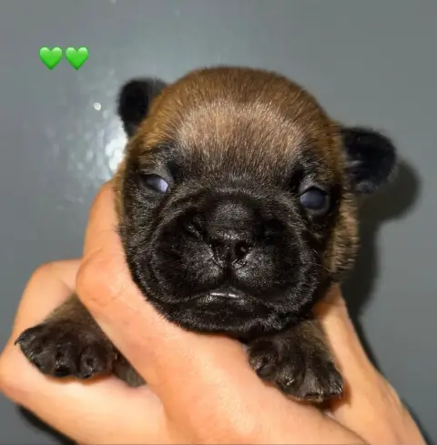 Bouledogue Français  Bubu De La Fougue Du Marais