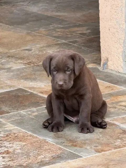 Labrador Retriever  Chiot N°6 Des Délices De Praline 31ff9