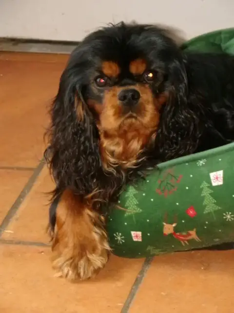 Cavalier King Charles Spaniel  Chiot N°4 Of Rapsody Q ca4a7 photo 2