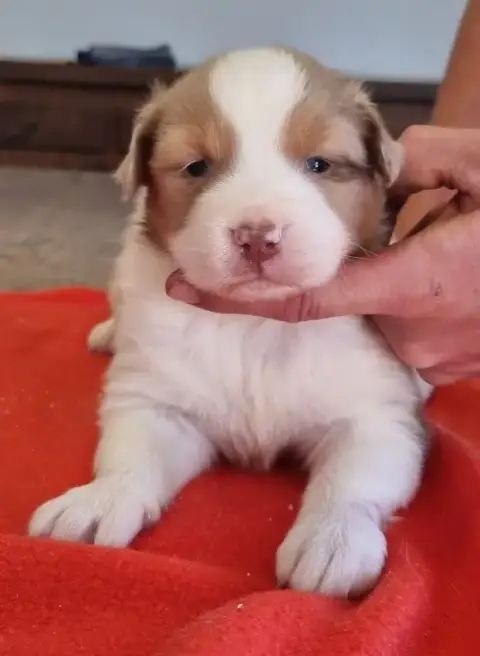 Berger Australien  Chiot N°1 Des Hirondelles Du Voyag 257a5 photo 3