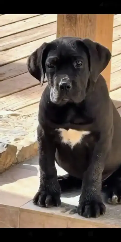 Cane Corso  Luna De La Tribu Amazone photo 2