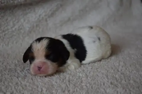 Cavalier King Charles Spaniel  B....... Du Millésime  93f39 photo 2