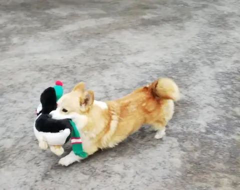 Welsh Corgi Pembroke  Chiot N°1
