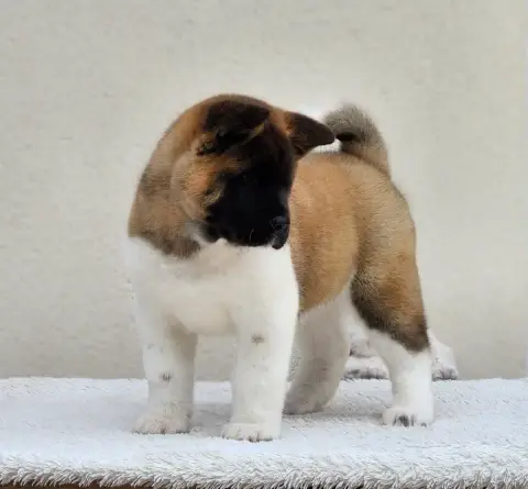 Akita Americain  Bunshichi Of Bear'S Park