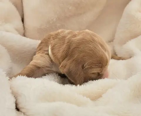 Cocker Spaniel Anglais  Biscotte photo 3