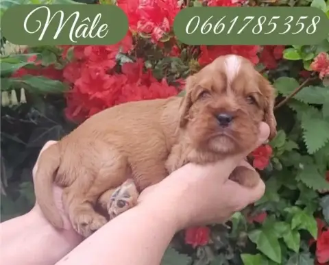 Cavalier King Charles Spaniel  Billy Des Rives Du Bla 94280