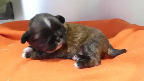 Shih Tzu  Chiot N°2 Du Domaine Des Ecorces