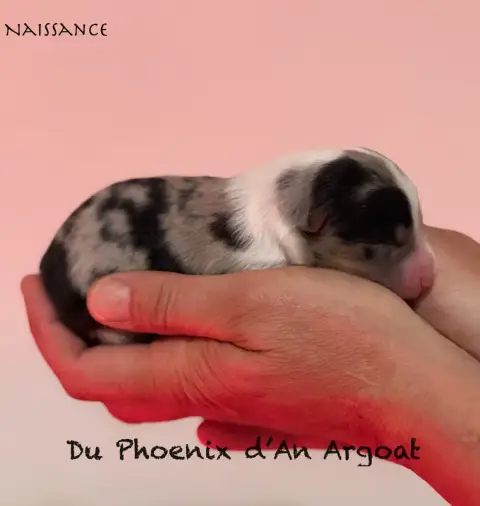 Berger Australien  Chiot 2 Du Phoenix D'An Argoat photo 3