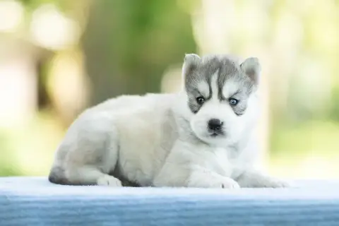 Siberian Husky  Chiot 3 Zorsky