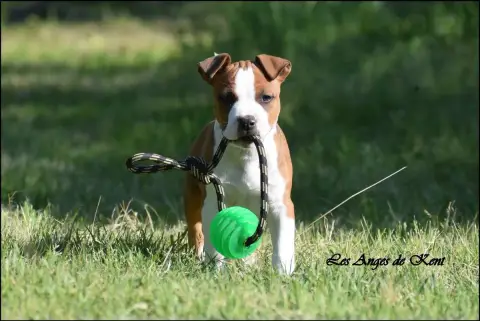 American Staffordshire Terrier  M2 Born To Be Boss "B 96438