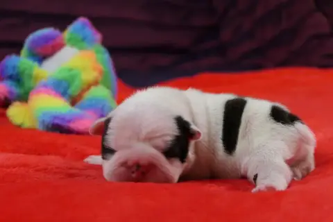 Boston Terrier  Chiot 2 Sweeties Doggies