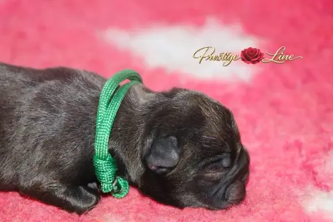 Bouledogue Français  Collier Vert Prestige Line