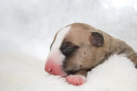 Bull Terrier Miniature  Chiot N°1 De L'Eternel De Gay 6f8b0 photo 3