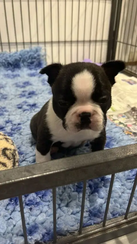 Boston Terrier  Chiot N°1 Du Temple Des Gremlins photo 2