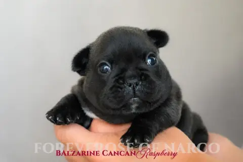 Bouledogue Français  Balzarine Cancan Raspberry Forev aa9b1 photo 2