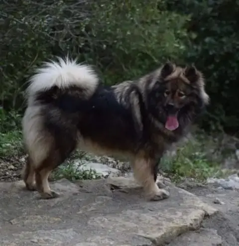 Eurasier  Miss Bleu Des Hauts De Chamboursat photo 3