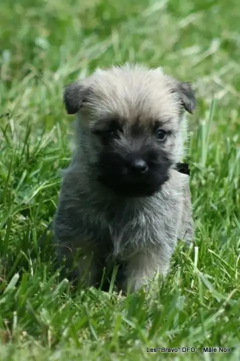 Cairn Terrier  Mâle Noir Des Fauves D'Orient
