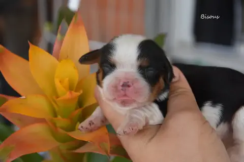 Cavalier King Charles Spaniel  Bisous De La Plaine Du ad04a photo 2