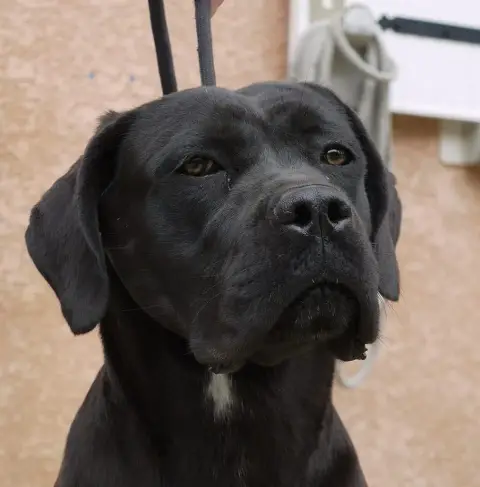 Cane Corso  Chiot 1 Des Légendes De Goliath photo 3