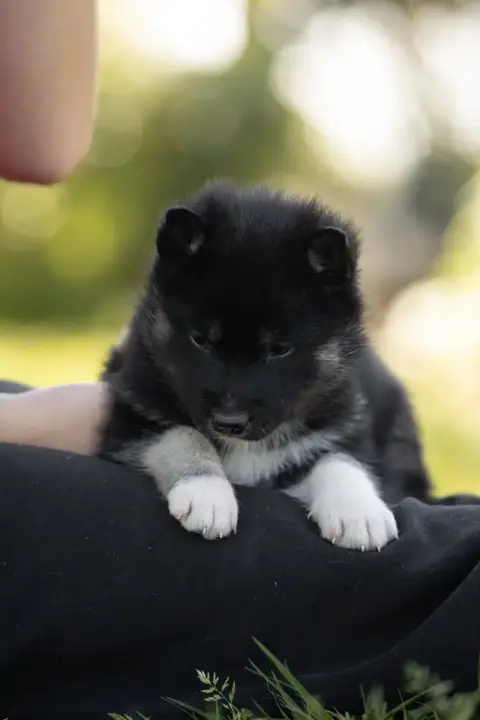 Siberian Husky  Be Dazzled Of Umok'S Dreams