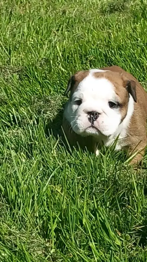 Bulldog Anglais  Chiot N°4 Stocky Family photo 2