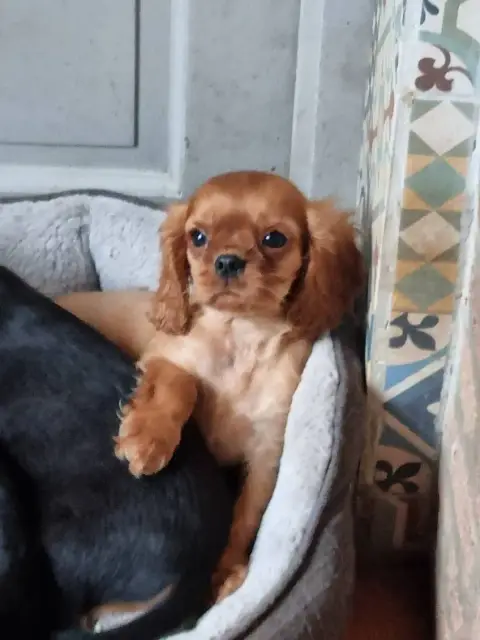 Cavalier King Charles Spaniel  Chiot N°3 Des Marais D 5f4f5
