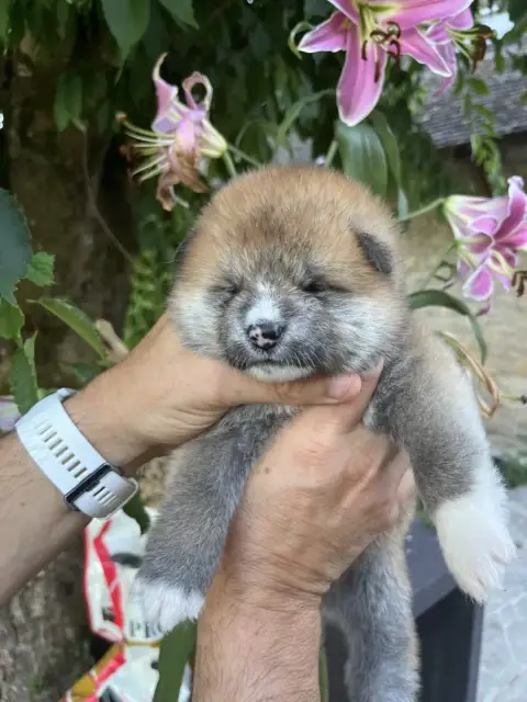 Akita