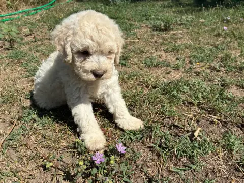 Adopter Lagotto Romagnolo 
                        Chiot N°1  b5639