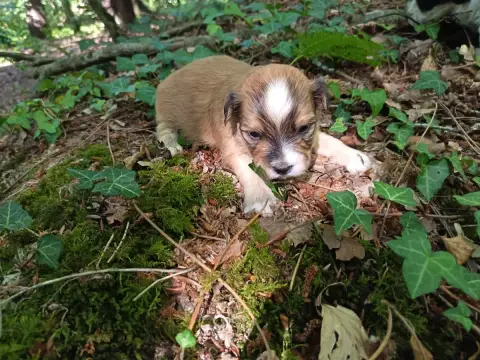 Bichon Havanais  Chiot N°2 Au Bonheur Des Canins