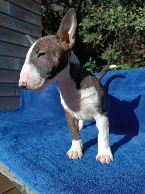 Bull Terrier Miniature  Ace Kingston-