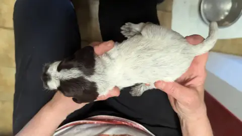 Griffon D'Arrêt À Poil Dur Korthals  Chiot N°9 De La  d8c40