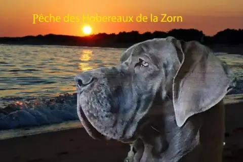 Dogue Allemand  Bacon Des Hobereaux De La Zorn photo 3