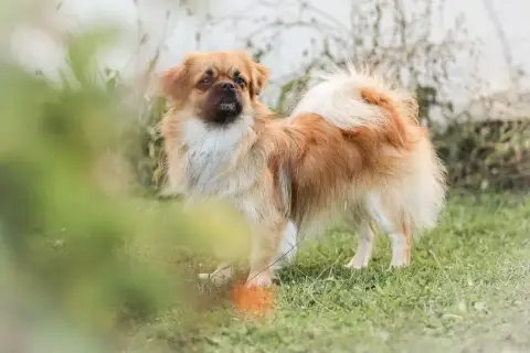 Epagneul Tibetain  Chiot N°2 Du Rêve Des Joyaux photo 2