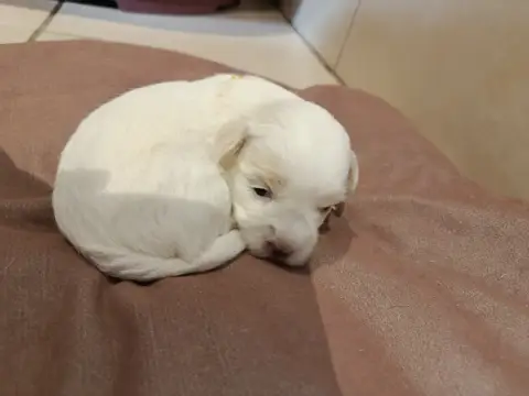 Coton De Tulear  Jaune Du Haut De Champfleury photo 3