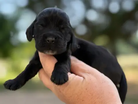 Cocker Spaniel Anglais  Mâle Noir Du Clos De La Majes d8d3e