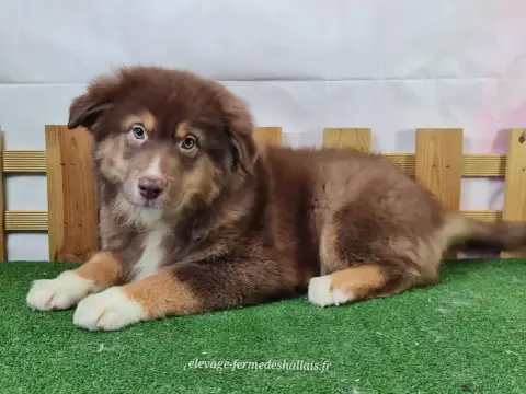 Berger Américain Miniature  Bronco Du Mont De La Chen 40d22 photo 3