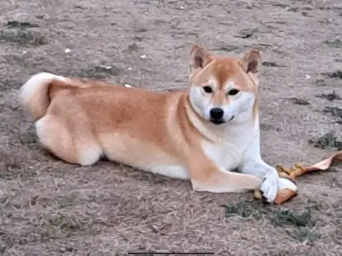 Shiba photo 3