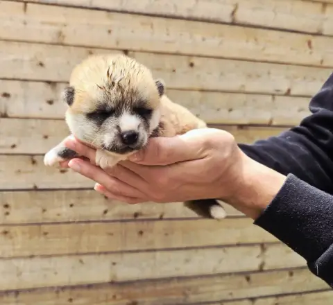Akita  Chiot N°4 Akai Inu