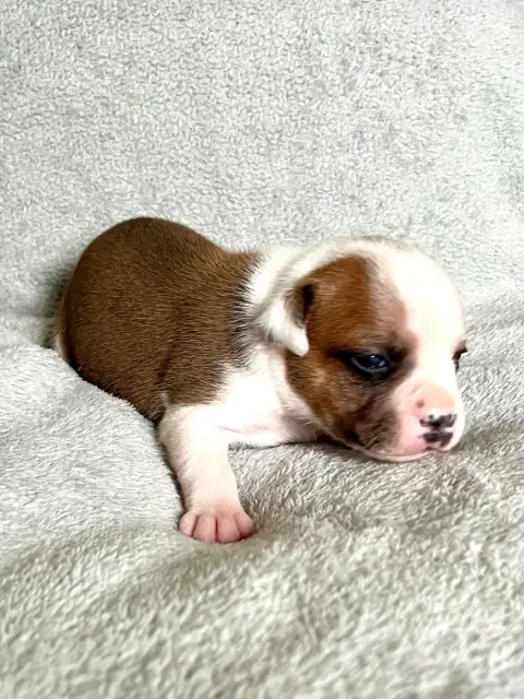 Staffordshire Bull Terrier  Fauve Et Blanc Patasnegra fffa2