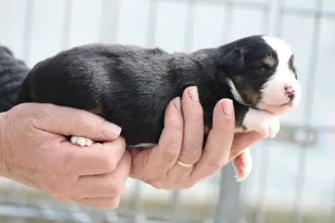 Berger Américain Miniature  Chiot 3 Des Romarins De M 8d29f photo 2