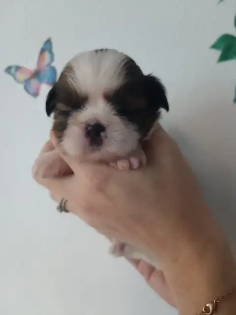 Shih Tzu  Chiot 1 Du Paradis Bleu Indigo