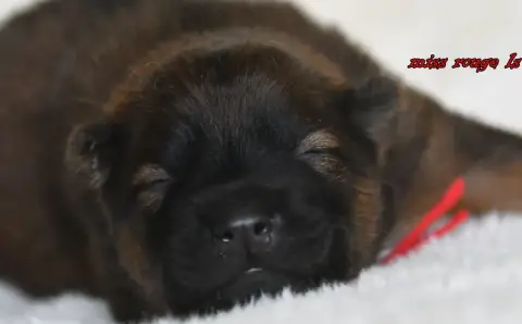 Eurasier  Chiot 3 Des Legendes De Retz photo 3