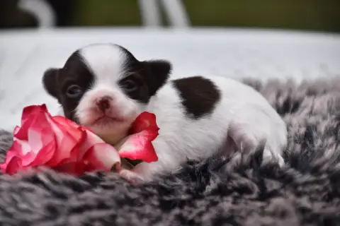 Chihuahua  Femelle Du Repère Des Poilus