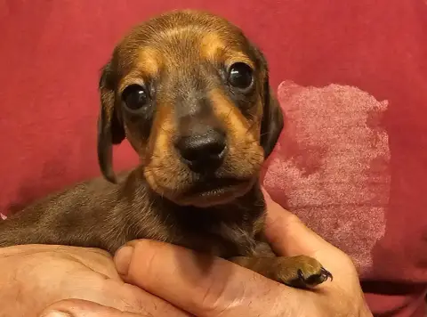 Teckel Poil Ras  Chiot Nain Ou Kaninchen Fauve Des Am 2e8c9
