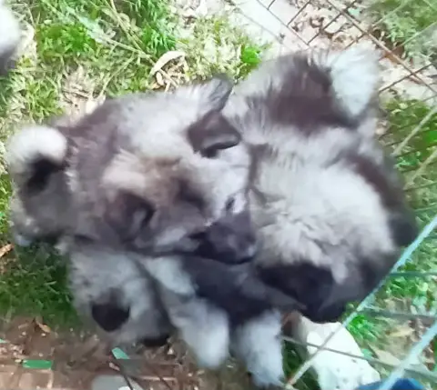 Spitz Allemand  Femelle Des Mysteres Au Coeur Tendre 119f4
