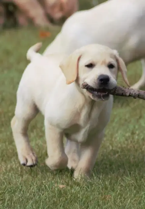 Labrador Retriever  Arton De Beaudribos