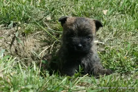Cairn Terrier photo 3