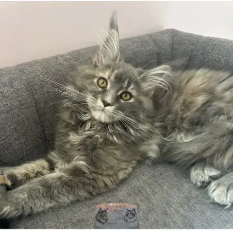 Maine Coon Chaton