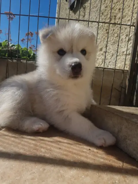 Siberian Husky  Beerus Inner Spirit Legend