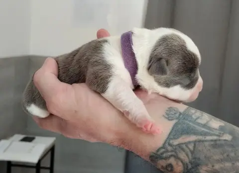 American Staffordshire Terrier  Chiot Collier Violet  9d121 photo 3